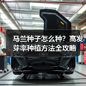 马兰种子怎么种?高发芽率种植方法全攻略(图1) 马兰种子怎么种?高发芽率种植方法全攻略(图1)