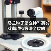 马兰种子怎么种?高发芽率种植方法全攻略(图3) 马兰种子怎么种?高发芽率种植方法全攻略(图3)