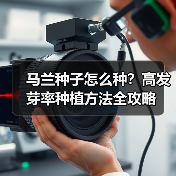 马兰种子怎么种？高发芽率种植方法全攻略（图4）