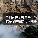 凤仙花种子哪里买？高发芽率种植技巧大揭秘（图4）