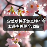 含羞草种子怎么种？高发芽率种植全攻略（图3）