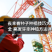 夜来香种子种植技巧大全 高发芽率种植方法详解（图2）