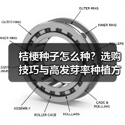 桔梗种子怎么种？选购技巧与高发芽率种植方法全解析（图1）