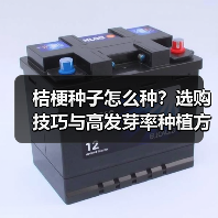 桔梗种子怎么种？选购技巧与高发芽率种植方法全解析（图4）