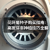 花环菊种子购买指南：高发芽率种植技巧全解析（图3）