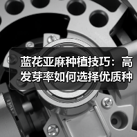 蓝花亚麻种植技巧:高发芽率如何选择优质种子?(图3) 蓝花亚麻种植技巧:高发芽率如何选择优质种子?(图3)