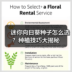 迷你向日葵种子怎么选？种植技巧大揭秘（图2）