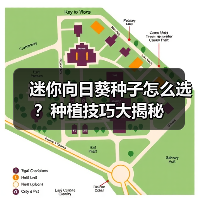 迷你向日葵种子怎么选？种植技巧大揭秘（图1）