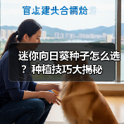 迷你向日葵种子怎么选？种植技巧大揭秘（图3）
