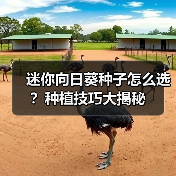 迷你向日葵种子怎么选？种植技巧大揭秘（图4）