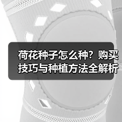 荷花种子怎么种?购买技巧与种植方法全解析(图3) 荷花种子怎么种?购买技巧与种植方法全解析(图3)