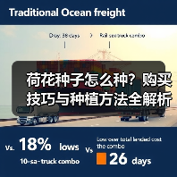 荷花种子怎么种?购买技巧与种植方法全解析(图4) 荷花种子怎么种?购买技巧与种植方法全解析(图4)