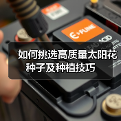如何挑选高质量太阳花种子及种植技巧（图1）