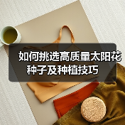 如何挑选高质量太阳花种子及种植技巧（图2）