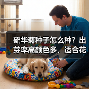 硫华菊种子怎么种？出芽率高颜色多，适合花海打造（图2）