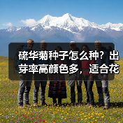 硫华菊种子怎么种？出芽率高颜色多，适合花海打造（图1）