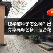 硫华菊种子怎么种？出芽率高颜色多，适合花海打造（图4）