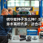 硫华菊种子怎么种？出芽率高颜色多，适合花海打造（图3）