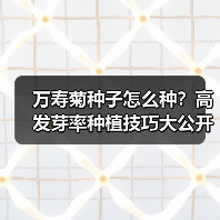 万寿菊种子怎么种？高发芽率种植技巧大公开（图2）