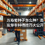 万寿菊种子怎么种？高发芽率种植技巧大公开（图1）