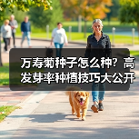 万寿菊种子怎么种？高发芽率种植技巧大公开（图3）