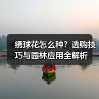 绣球花怎么种？选购技巧与园林应用全解析（图2）