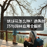 绣球花怎么种？选购技巧与园林应用全解析（图4）