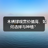 木绣球观赏价值高，如何选择与种植？（图2）