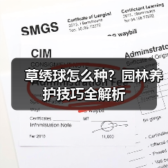 草绣球怎么种？园林养护技巧全解析（图4）