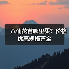 八仙花苗哪里买？价格优惠规格齐全（图1）