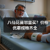 八仙花苗哪里买？价格优惠规格齐全（图3）