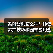 紫叶碧桃怎么种？种植养护技巧和园林应用全解析（图2）