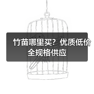 竹苗哪里买？优质低价全规格供应（图3）