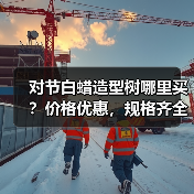 对节白蜡造型树哪里买？价格优惠，规格齐全，现货供应（图1）