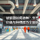 矮紫薇如何选种?生态价值与种植技巧全解析(图4) 矮紫薇如何选种?生态价值与种植技巧全解析(图4)