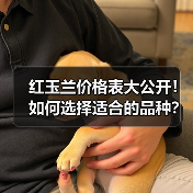 红玉兰价格表大公开！如何选择适合的品种？（图2）