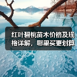 红叶碧桃苗木价格及规格详解，哪里买更划算？（图3）