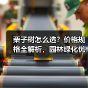 栗子树怎么选？价格规格全解析，园林绿化优选（图2）