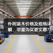 朴树苗木价格及规格详解，哪里购买更实惠？（图2）
