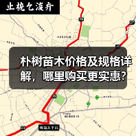 朴树苗木价格及规格详解，哪里购买更实惠？（图4）