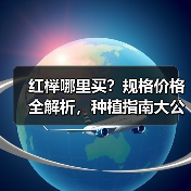 红榉哪里买？规格价格全解析，种植指南大公开（图3）