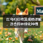 红乌桕价格及规格详解，适合园林绿化种植（图2）