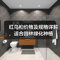 红乌桕价格及规格详解，适合园林绿化种植（图3）