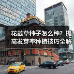 花菱草种子怎么种？提高发芽率种植技巧全解析（图1）