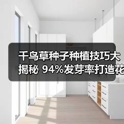 千鸟草种子种植技巧大揭秘 94%发芽率打造花海(图2) 千鸟草种子种植技巧大揭秘 94%发芽率打造花海(图2)