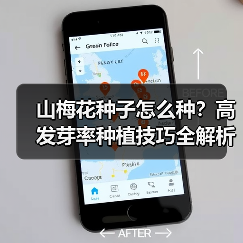 山梅花种子怎么种?高发芽率种植技巧全解析(图3) 山梅花种子怎么种?高发芽率种植技巧全解析(图3)