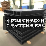 小花耧斗菜种子怎么种?高发芽率种植技巧大揭秘(图3) 小花耧斗菜种子怎么种?高发芽率种植技巧大揭秘(图3)
