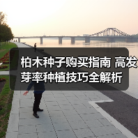柏木种子购买指南 高发芽率种植技巧全解析（图2）
