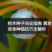 柏木种子购买指南 高发芽率种植技巧全解析(图4) 柏木种子购买指南 高发芽率种植技巧全解析(图4)