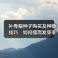 补骨脂种子购买及种植技巧：如何提高发芽率与产量？（图1）